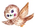 Baby owl. Owl bird. Watercolor picture.